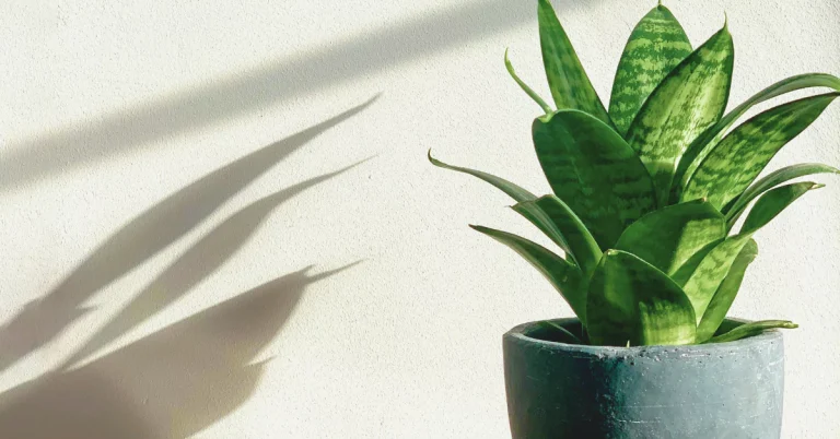 Surprising Benefits of Snake Plants for a Healthier Home