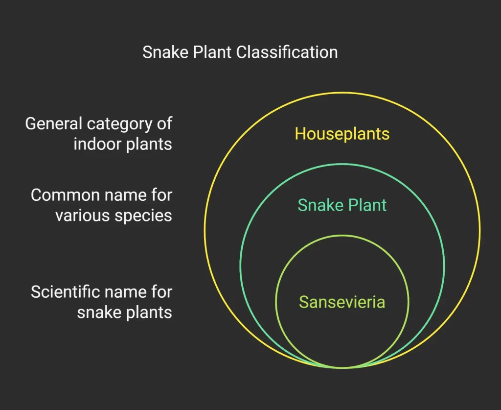 This diagram shows how snake plants are classified, from their general category as houseplants to their scientific name, Sansevieria.