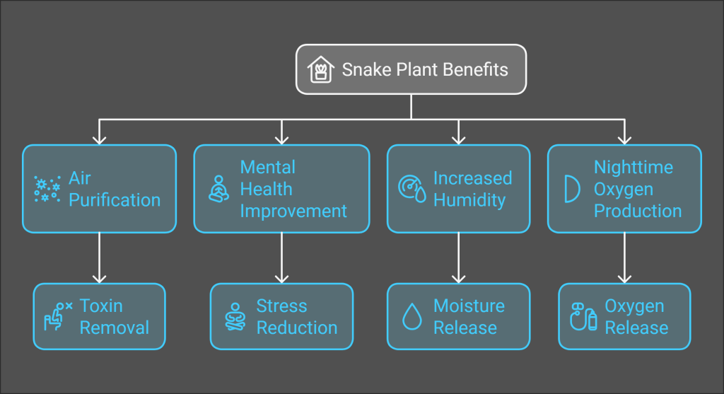 Benefits of snake plants: air purification, mental health, humidity, and oxygen production