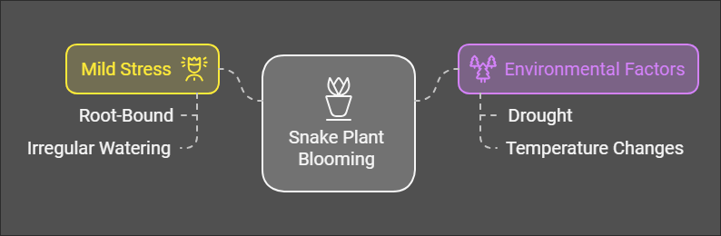 snake plants blooming through mild stress