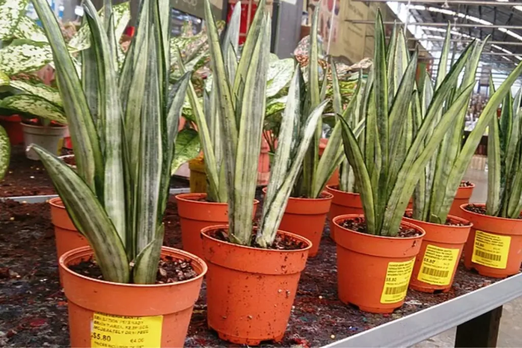 Sansevieria Bantel’s Sensation with thin upright leaves