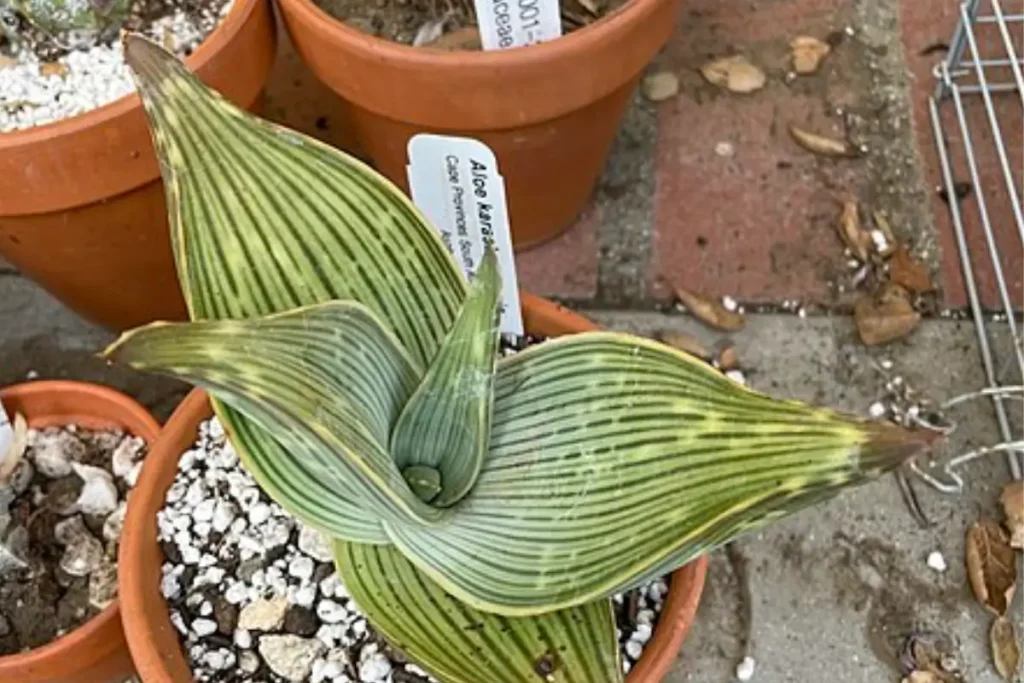 Sansevieria Cleopatra in a terracotta pot