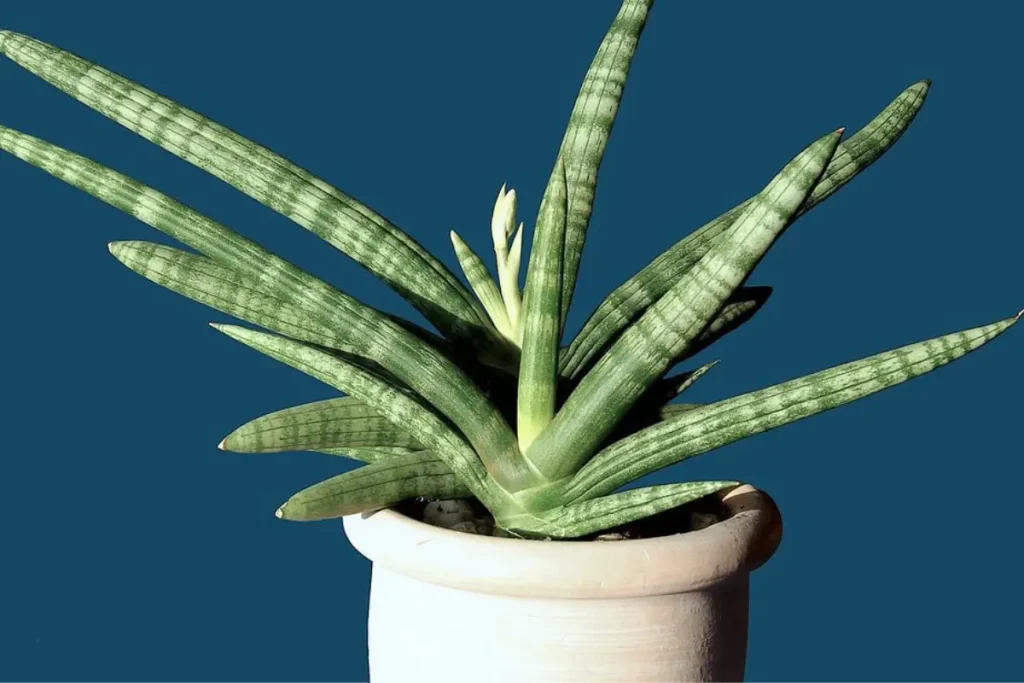 Sansevieria Cylindrica in a Pot
