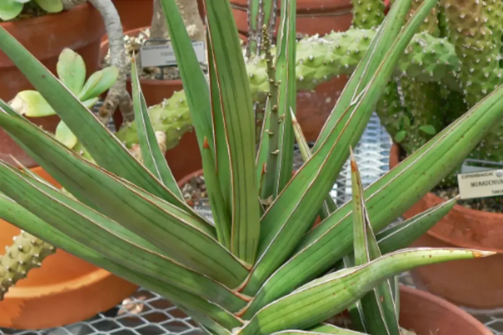 Sansevieria Ehrenbergii in a fan shape