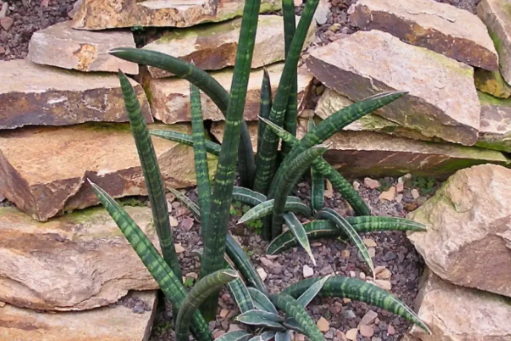 Sansevieria Fischeri with cylindrical leaves growing outdoors