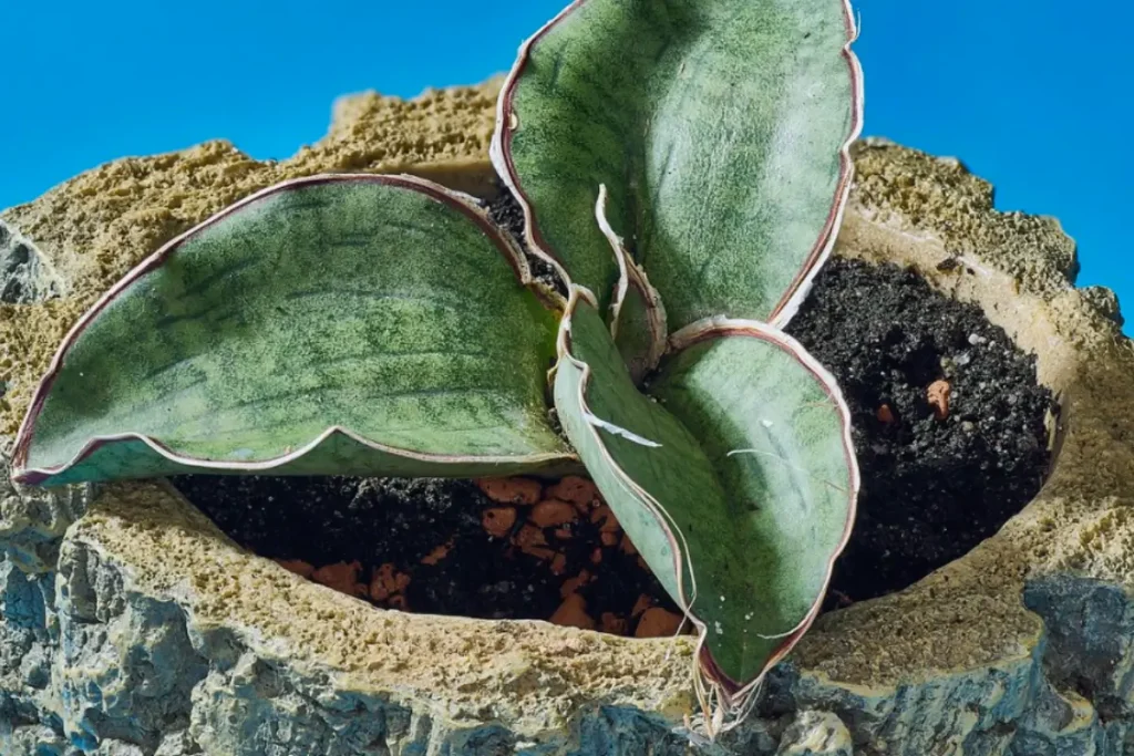  Sansevieria Kirkii 