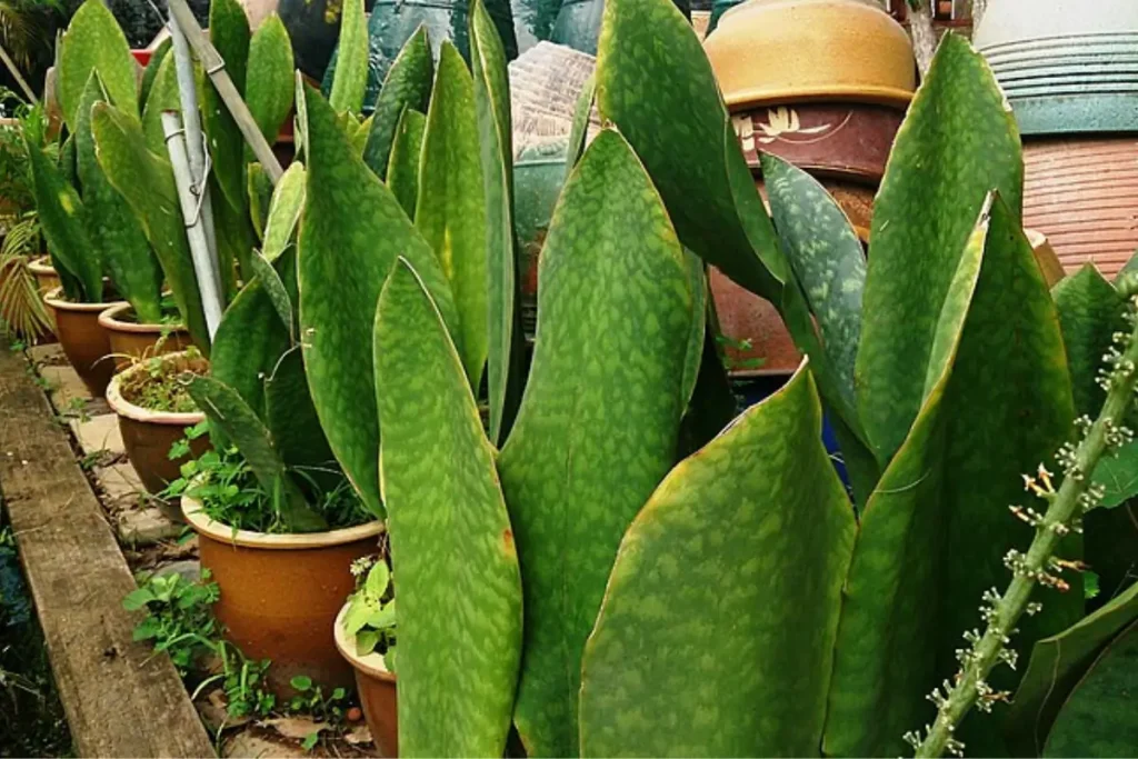 A row of Sansevieria Masoniana (Whale Fin) in a terracota pot