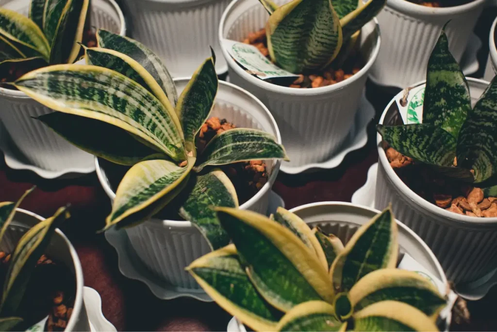 A group Sansevieria Moonshine in white pot