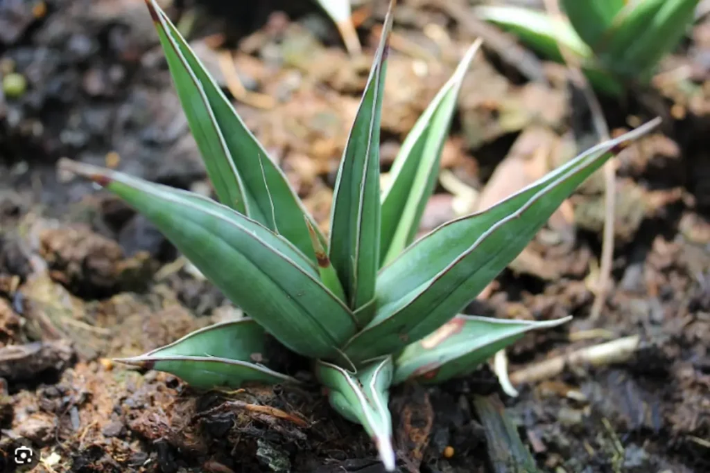 Sansevieria Pinguicula with outward-spreading leaves growing outdoors