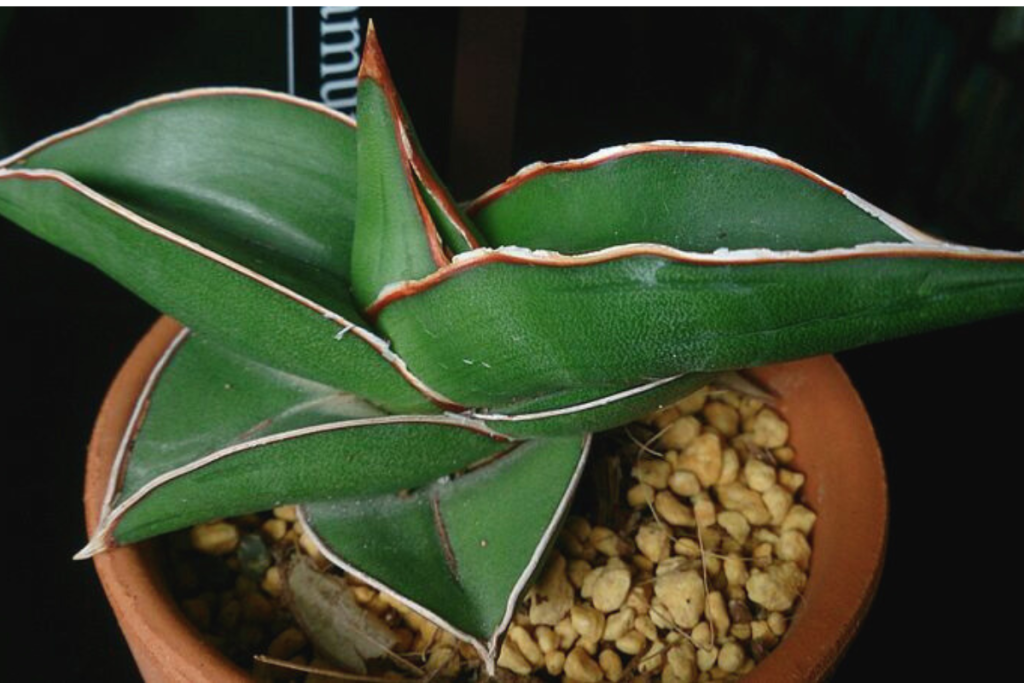 Close-up of Sansevieria Samurai in a terracota pot