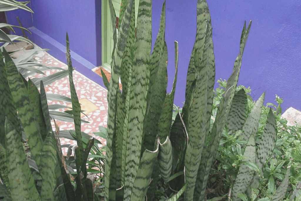 Sansevieria Zeylanica with Long pointed leaves