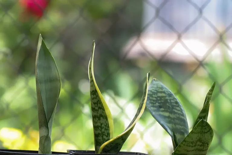 Sansevieria trifasciata (snake plant) with curled leaves in an outdoor setting