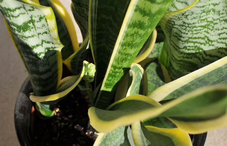 Snake Plant with Yellow Leaves: Common Causes and Solutions