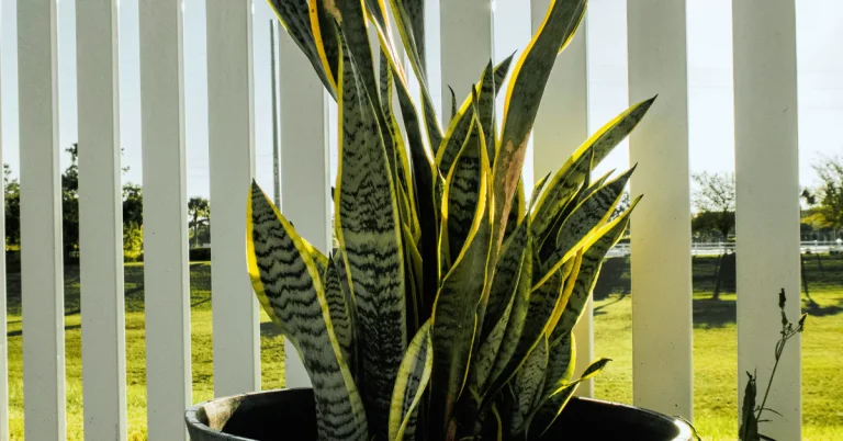 How Tall Do Snake Plants Grow?
