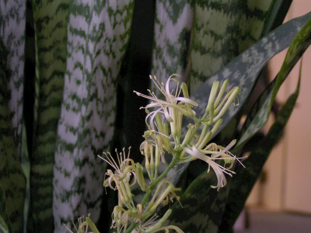 Snake plant blooming with white flowers in a natural setting