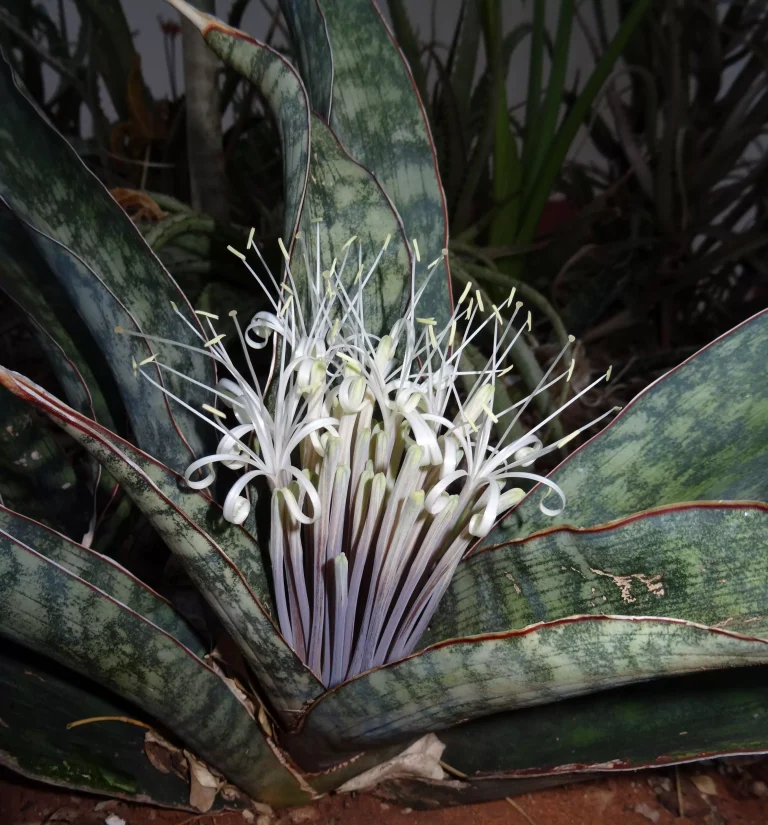 Snake plant blooming with delicate white flowers in an outdoor natural setting