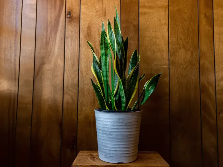 How to Save a Snake Plant: A Simple Guide to Reviving Your Sansevieria