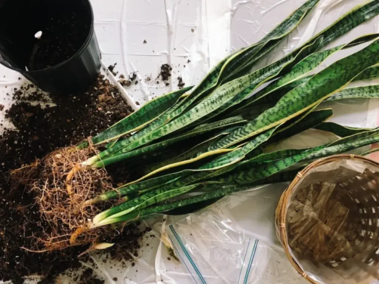 Repotting a snake plant with healthy roots - a key step in saving it from root rot.