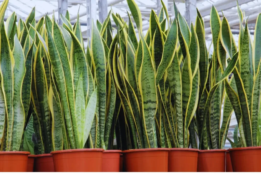 A row of Sansevieria trifasciata (mother-in-law's tongue, snake plant) in terracotta pots.