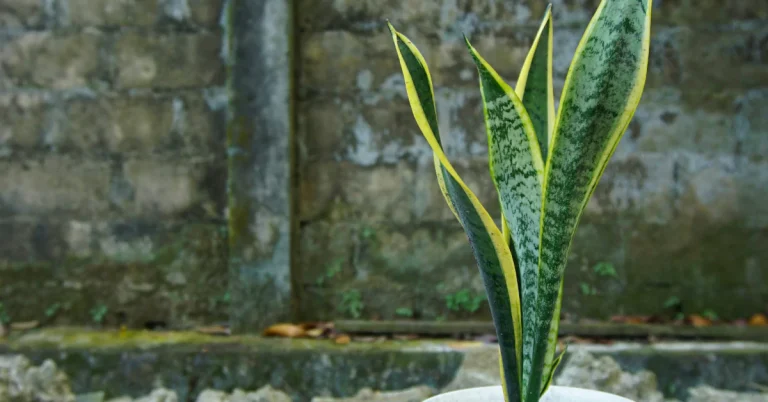 Snake plant - are snake plants toxic to dogs?
