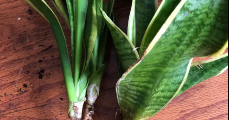 How to Save Snake Plant with No Roots: Step-by-Step Guide
