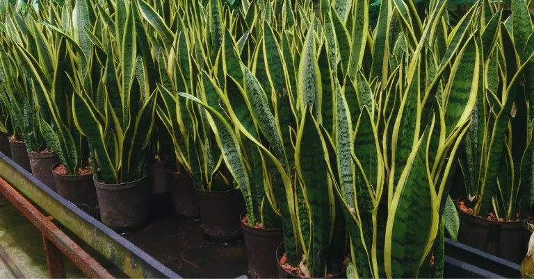 Snake plant- Are Snake Plants Toxic to Humans?