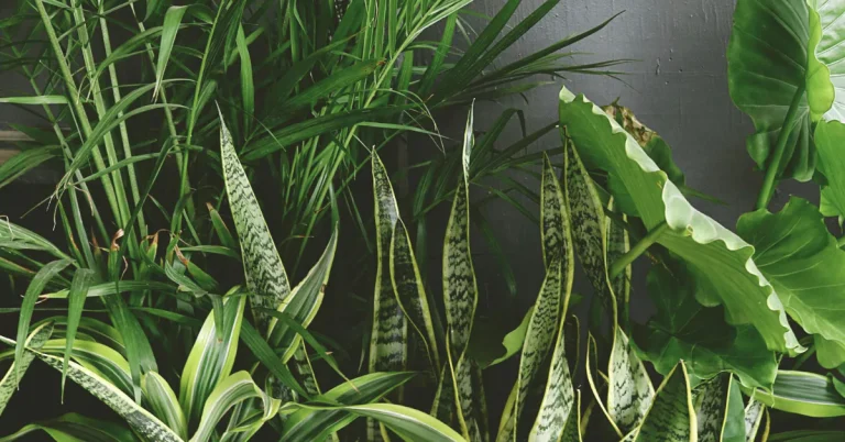 A variety of snake plants showcasing different types and characteristics