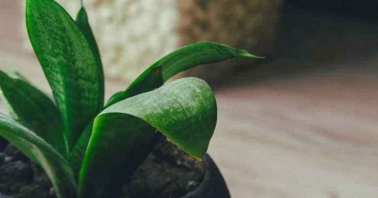 Close-up of a snake plant showing tall, upright leaves with variegated patterns