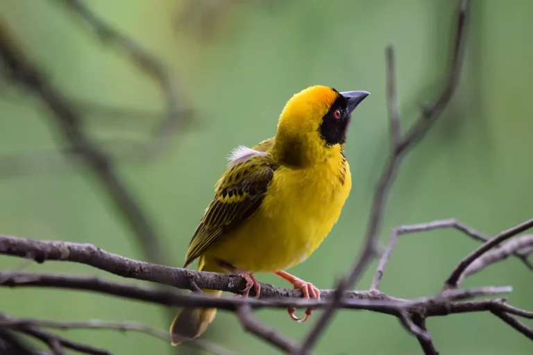 Bird - are snake plants toxic to birds?