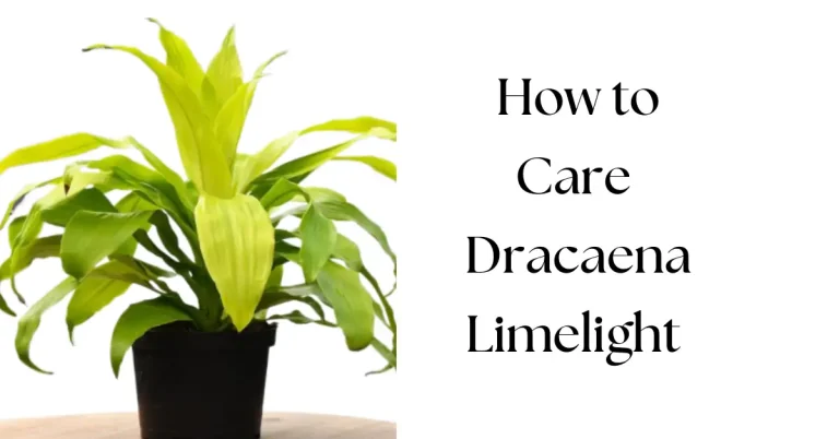 Dracaena Limelight Plant Care: Keep Yours Thriving
