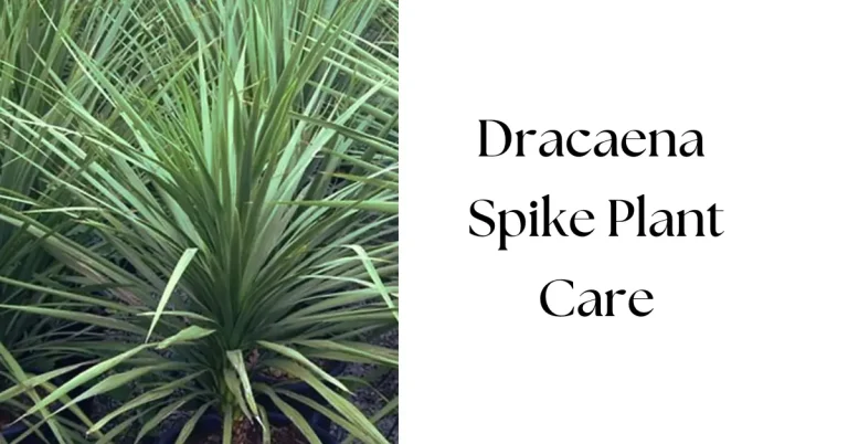 Dracaena Spike Plant Care: Essential Tips for Thriving Growth