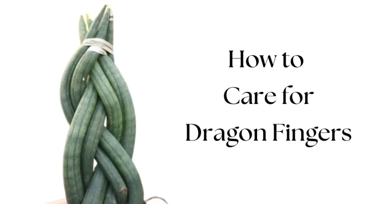 Sansevieria Dragon Fingers Plant Care: The Ultimate Guide