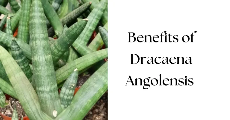 Top Dracaena Angolensis Benefits: Why This Hardy Plant Is Essential for Your Home