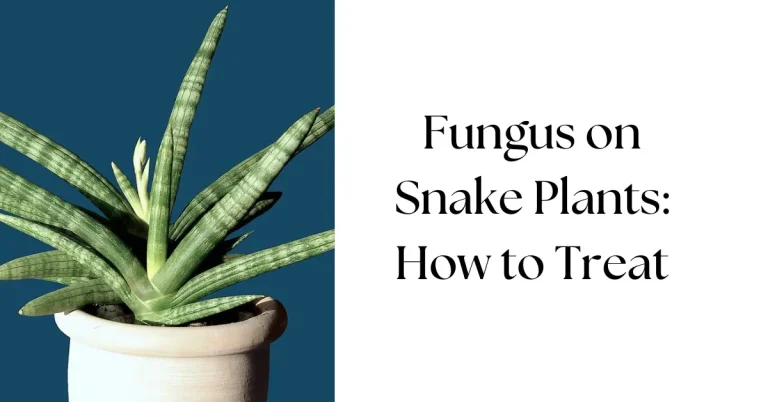 Healthy Snake Plant (Sansevieria trifasciata) with lush green leaves, featured about how to treat and prevent fungus on Snake Plants