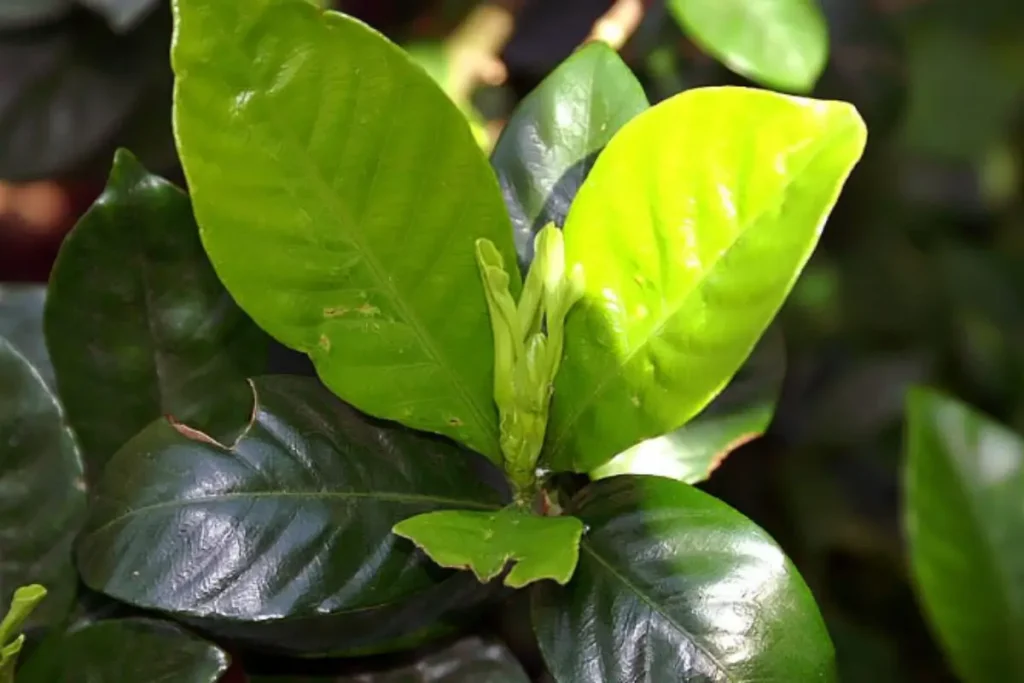 Close-up of Yellow Leaves on ZZ Plants