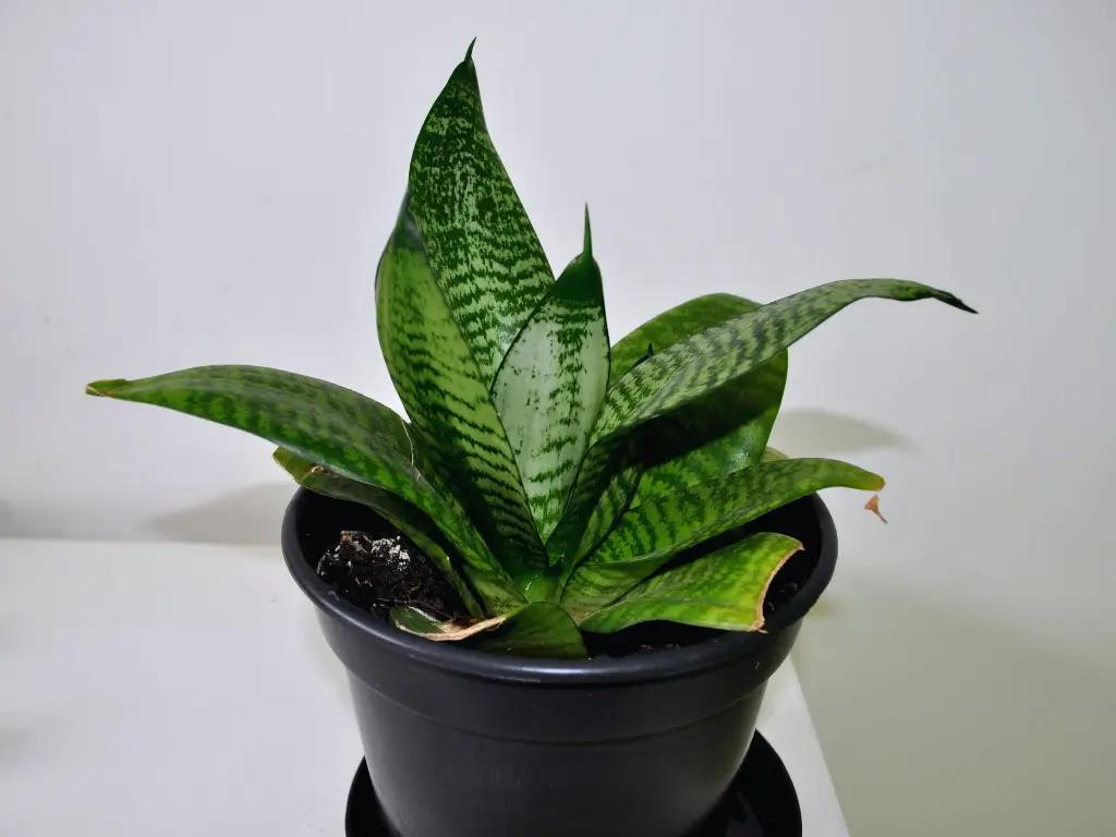Air purifying Snake Plant in a bright indoor setting