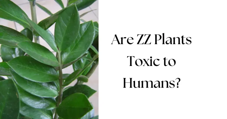 Are ZZ Plants Toxic to Humans: Safety Guide for Indoor Gardeners