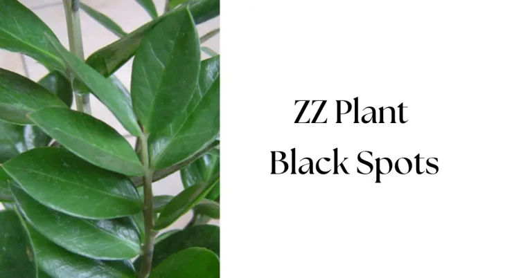 ZZ Plant Black Spots: Causes and Easy Fixes