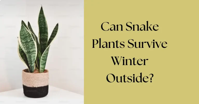Can Snake Plants Survive Winter Outside