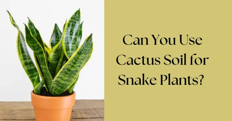 Can You Use Cactus Soil for Snake Plants