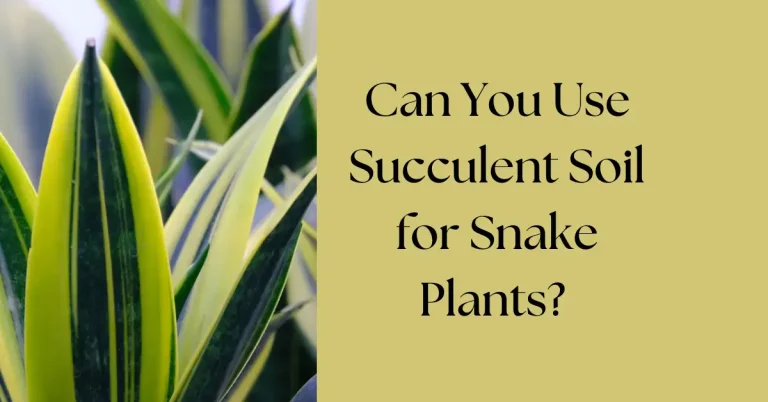 Can You Use Succulent Soil for Snake Plants