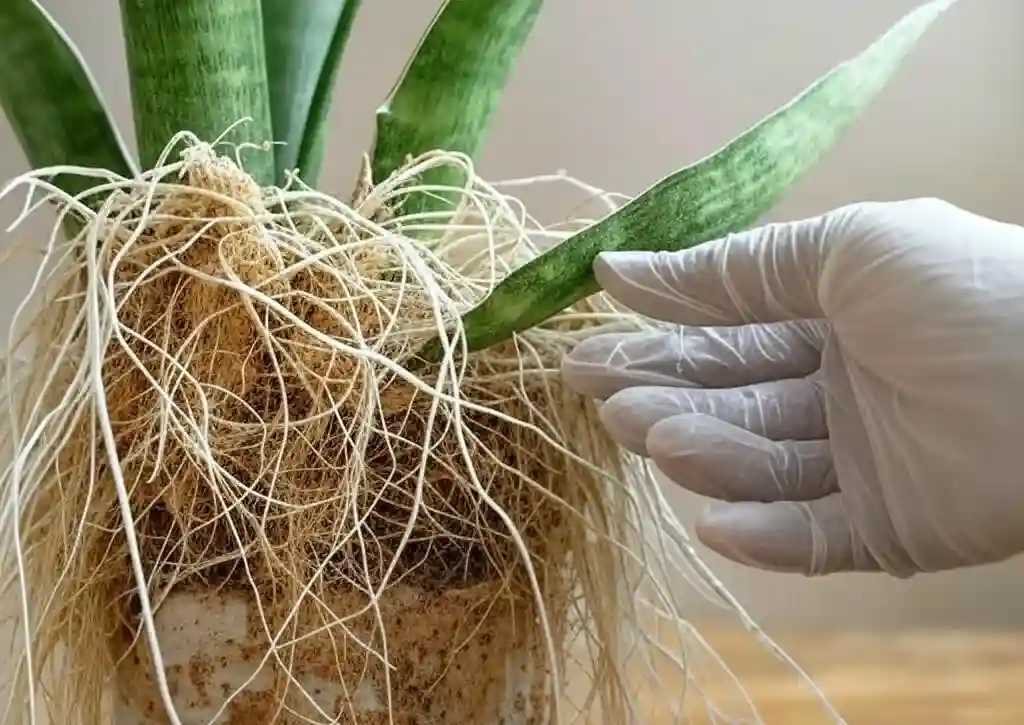 Dividing Sansevieria snake plant roots with healthy pup.