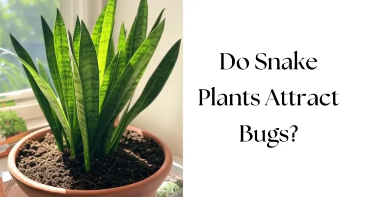 Do Snake Plants Attract Bugs