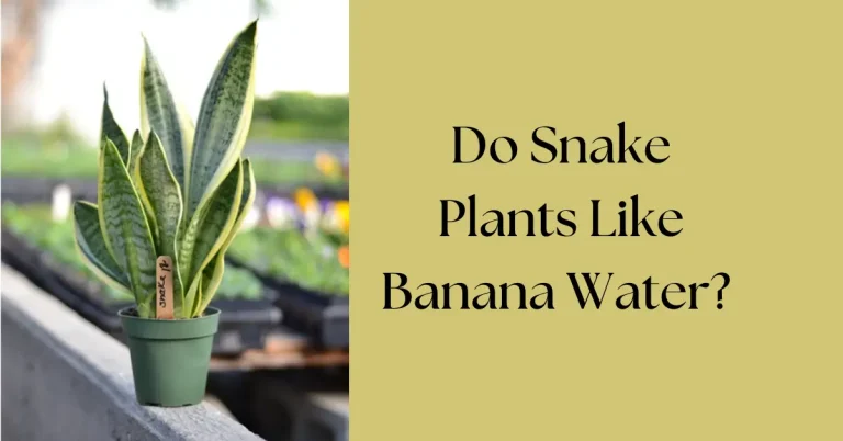 Do Snake Plants Like Banana Water