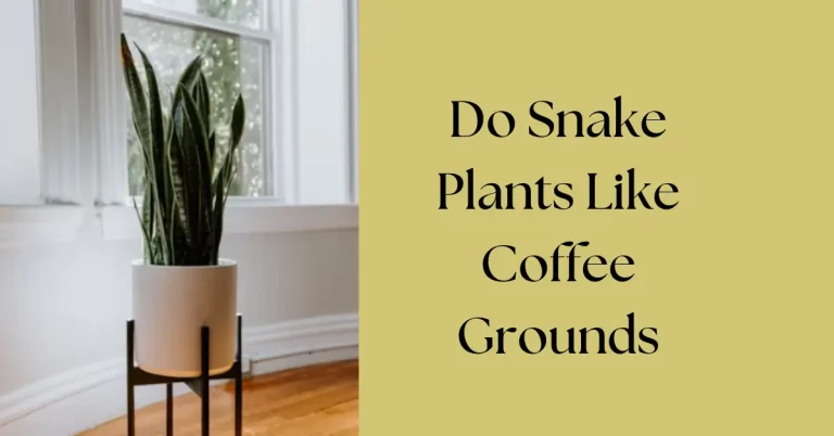 Do Snake Plants Like Coffee Grounds