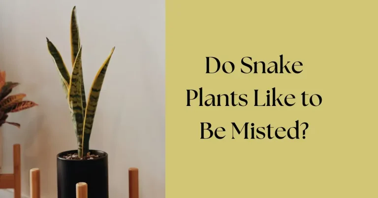 Do Snake Plants Like to Be Misted