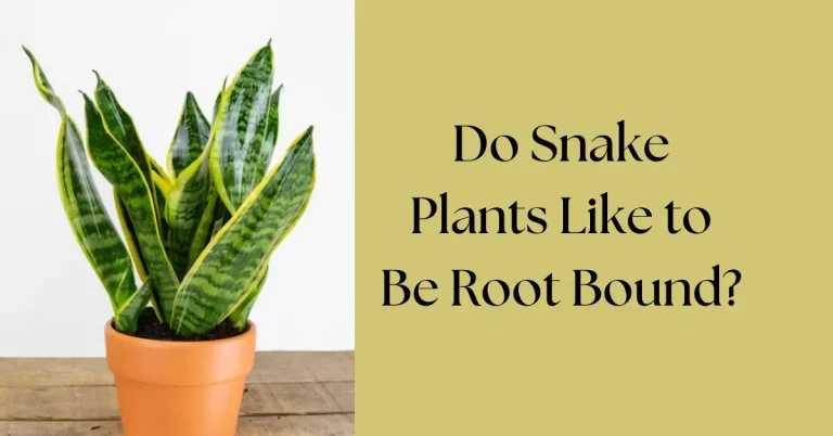 Do Snake Plants Like to Be Root Bound?