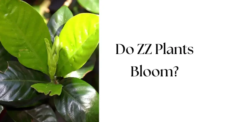 Do ZZ Plants Bloom: Rare Flower Secrets!