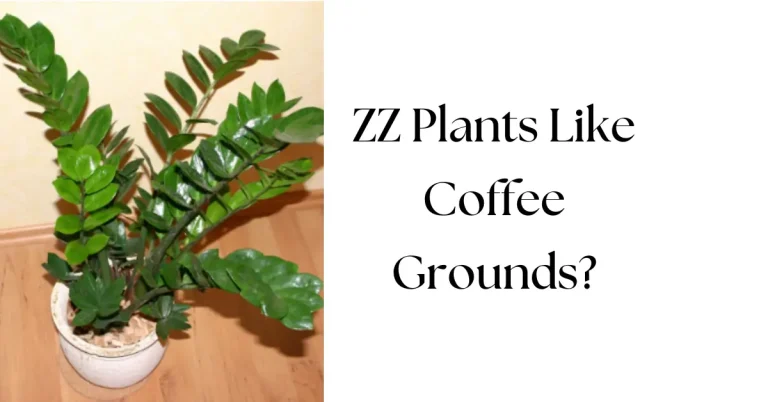 Do ZZ Plants Like Coffee Grounds