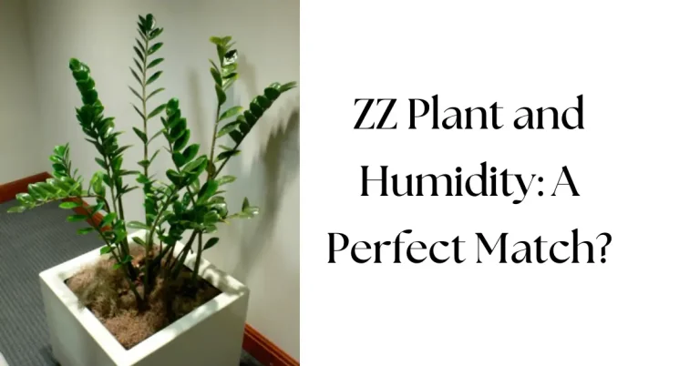Do ZZ Plants Like Humidity: The Ultimate Care Guide